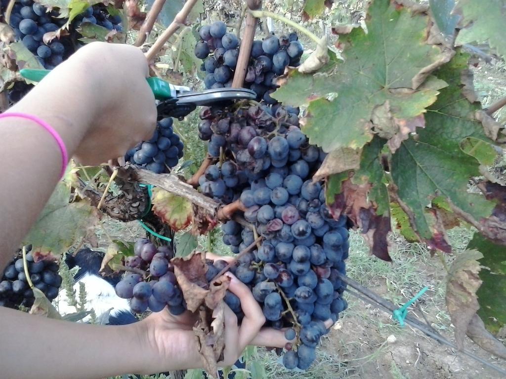 Agriturismo La Valle Degli Ulivi Semproniano Ngoại thất bức ảnh